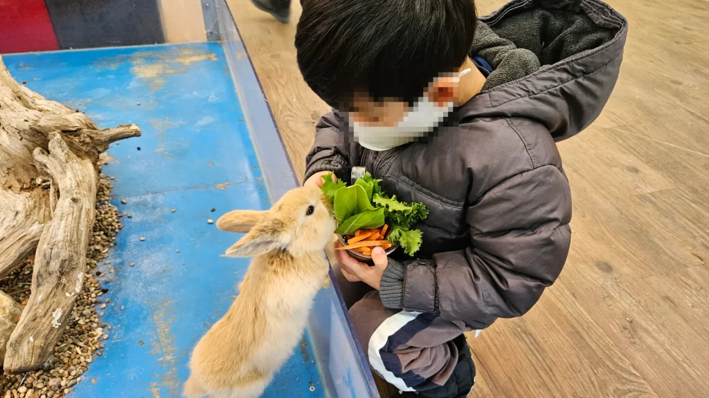 알펜시아 토끼의 숲, 동물 체험, 눈 썰매, 얼음 썰매