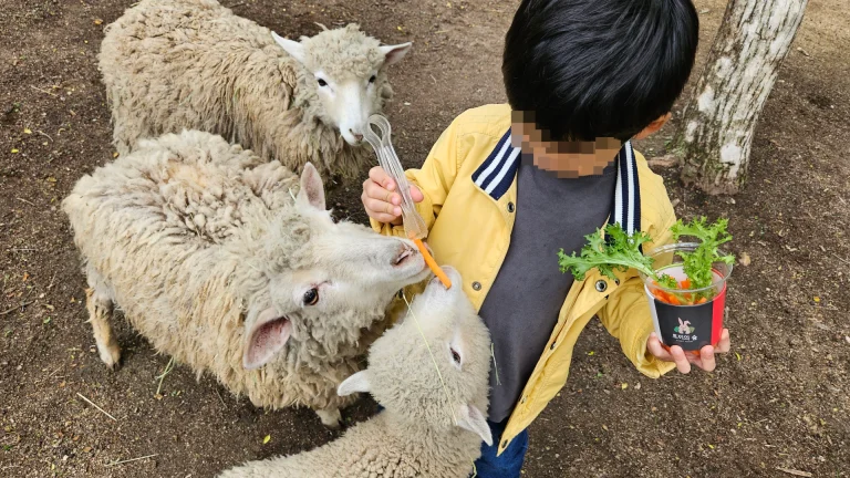 대관령 토끼의 숲, 알펜시아, 동물 먹이주기 체험, 아이들과 함께, 숲 속 놀이터,